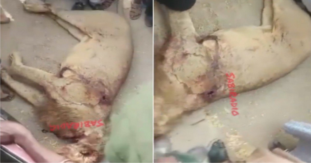 VIDEO: Lion Reportedly Gunned Down By Hunters In Borno