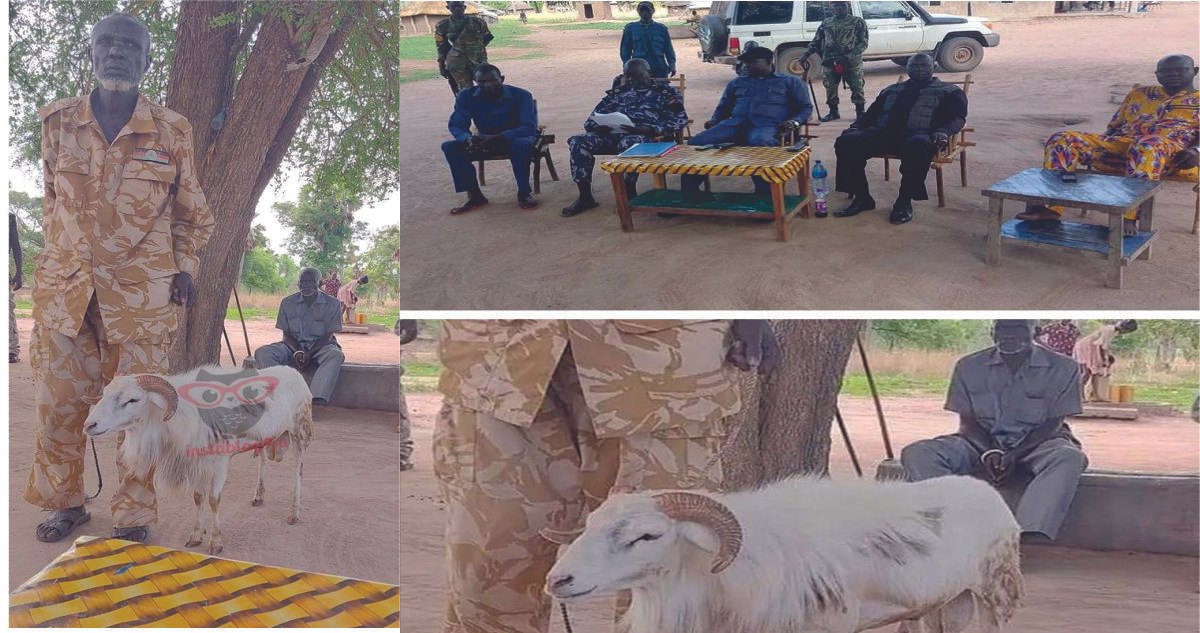 Sheep Sentenced to Three Years in Prison For K#lling a 45-yr-old Woman